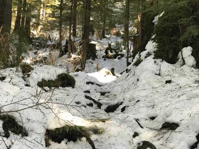 Deer Mountain Clearing